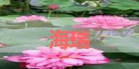 海瑞的名字解释-寓意-含义,海瑞名字的总评